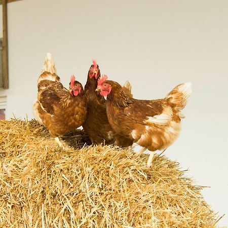 Ferienwohnung Murg Niederhof المظهر الخارجي الصورة