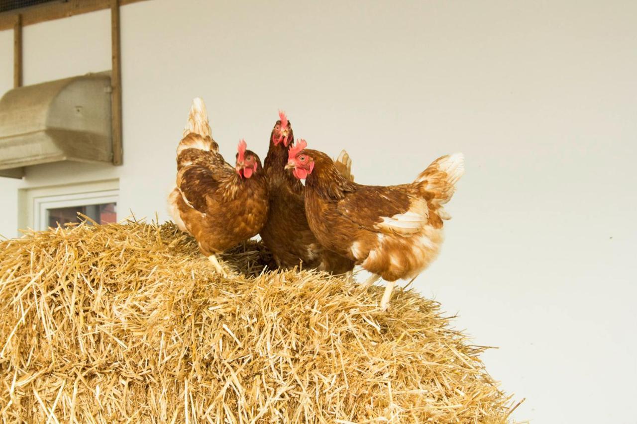 Ferienwohnung Murg Niederhof المظهر الخارجي الصورة